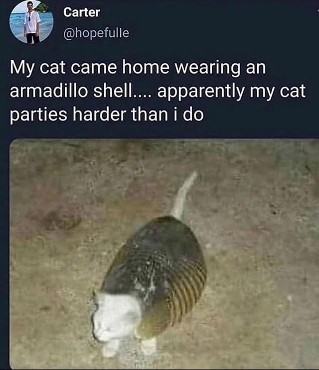 Minecraft Memes - I will only accept armadillo winning if shell can also be used as cat armor.