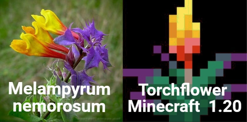 Minecraft Memes - Melampyrum nemorosum vs Torchflower
