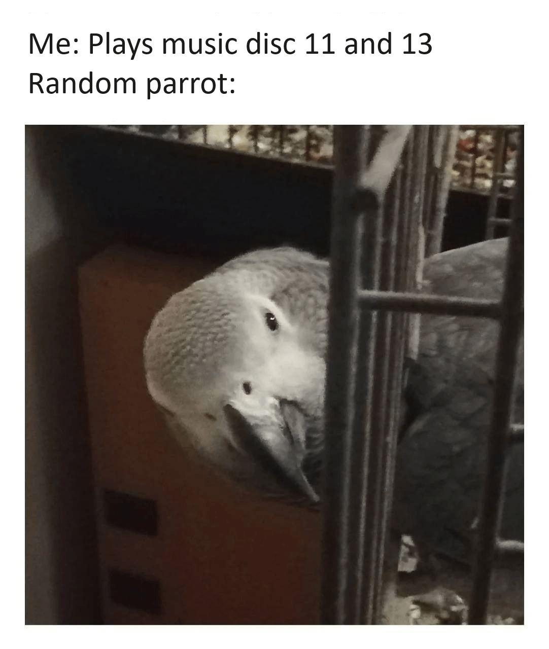Minecraft Memes - "Parrot antics in Minecraft"