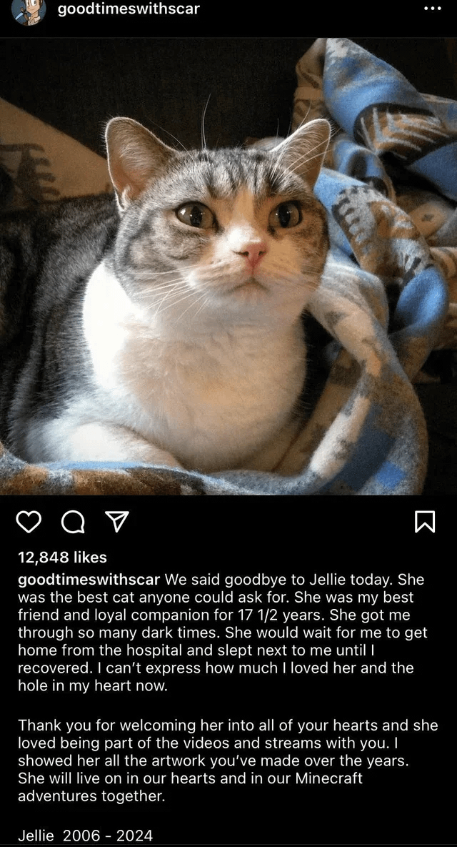 Minecraft Memes - RIP Jellie: 1.14 Cat Vote Winner Gone