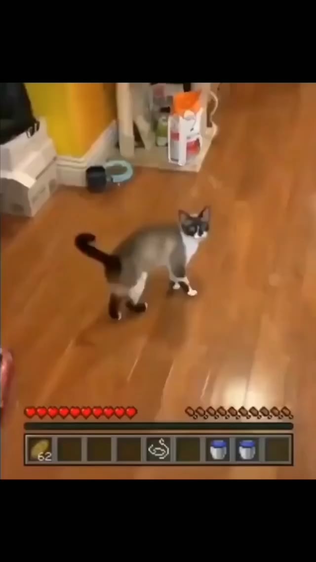 Minecraft Memes - Cat and Fish go to war
